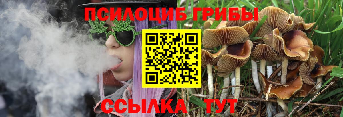 Галлюциногенные грибы Psilocybine cubensis  Вход с VPN  Курчатов 